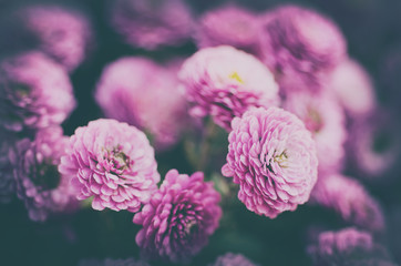 Pink chrysanthemum flowers macro image, floral vintage background