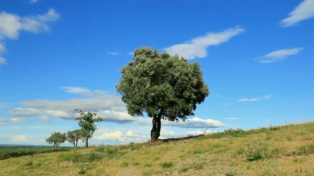 Arbre isol&eacute; sur la colline