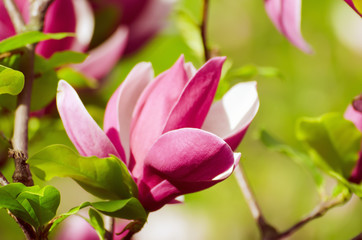 Fototapeta na wymiar Blossoming of pink magnolia flowers in spring time, floral background
