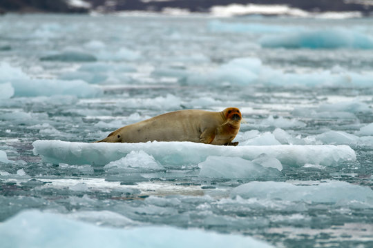 seal on a ice pack in svalbard