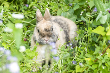 Kaninchen in der Blumenwiese
