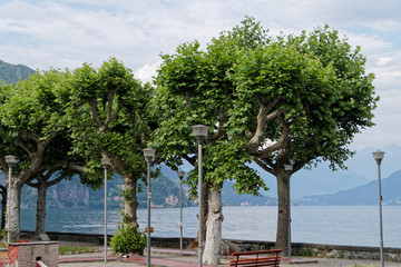 Fototapeta na wymiar Tree at the promenade in Menaggio
