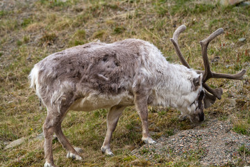 Naklejka na ściany i meble reindeers walking in the svalbard islands