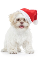 jeune chien Shih Tzu avec bonnet de Noël
