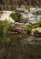 Sparrow (Passer domesticus) on the shore of the forest pond for