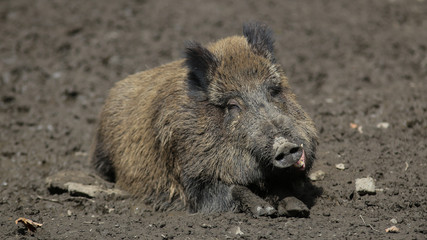 Wildschwein gähnt