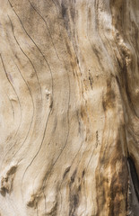 Wooden texture of a tree trunk