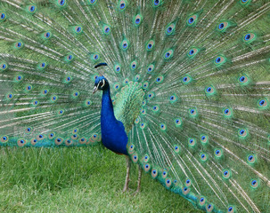 Peacock displaying wonderful vibrant tail feathers.