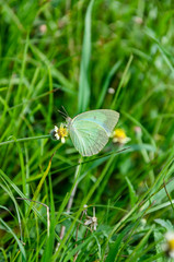 Sweet White Butterfly