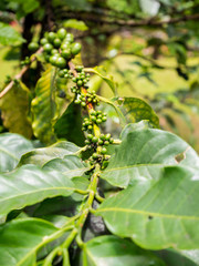 fresh coffee beans in coffee plants tree