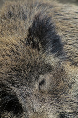 Wildschweindetail