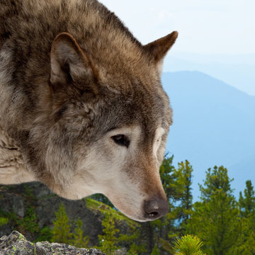  wolf  against wildness area