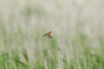 オオセッカの囀り飛翔(Marsh Grassbird)