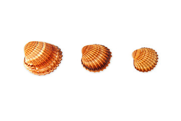 Conchiglie