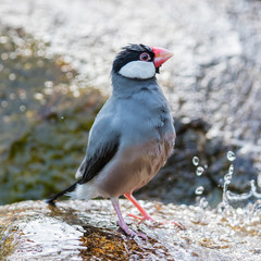 Java sparrow (Lonchura oryzivora)