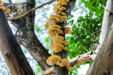 Mushroom on A Living Tree