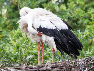 Two adult storks