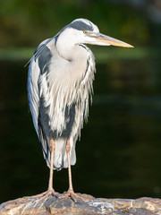 Great Blue Heron standing quietly