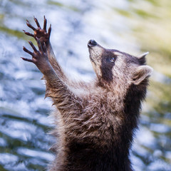 Racoon begging for food © michaklootwijk