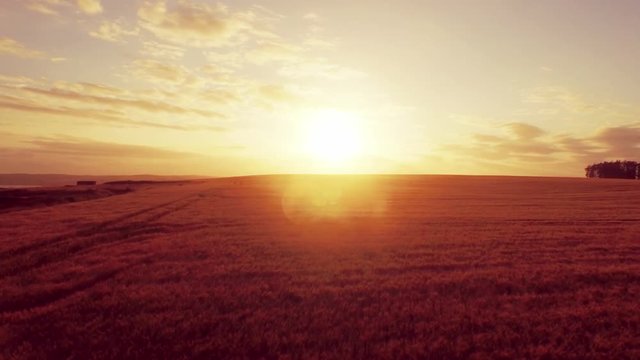 Drone footage of golden fields during sunset 