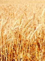 Background of wheat field with ripening golden ears