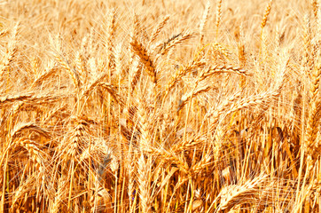 Background of wheat field with ripening golden ears