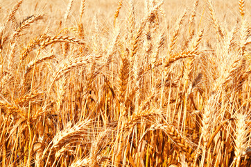 Background of wheat field with ripening golden ears