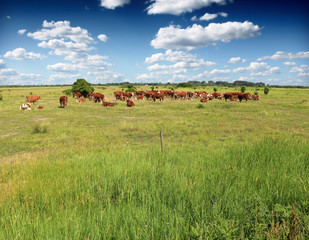 Cows grazing on pasture