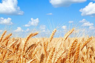 Background of wheat field with ripening golden ears - 115620387