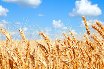 Background of wheat field with ripening golden ears