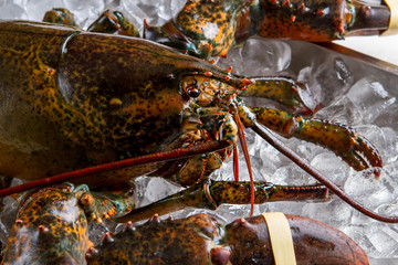 Head of lobster. Raw lobster and ice cubes. It's looking right at you. Animal world sends greetings.