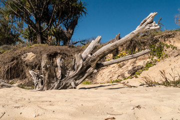 Holzstück am Nordstrand von North Stadbroke Island - Ostküste von Australien