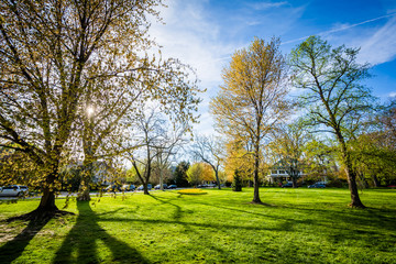 Obraz premium The sun shining through trees at Sherwood Gardens Park, in Balti