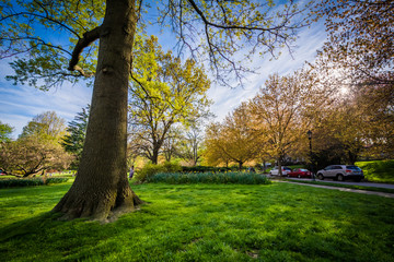 Fototapeta premium The sun shining through trees at Sherwood Gardens Park, in Balti