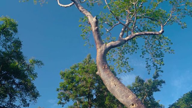 Enormous, old tree stands against a clear blue sky, anchored by its roots into the roof of an ancient temple ruin in Angkor, Cambodia. Video UltraHD