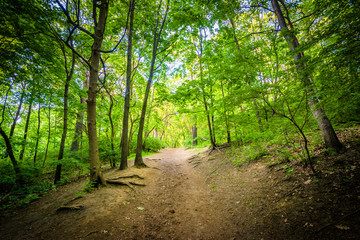 Trail in the forest, at High Park in Toronto, Ontario.