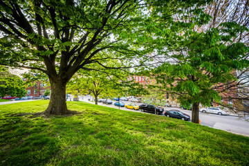 Tree and Baltimore Street, at Patterson Park, in Baltimore, Mary
