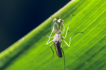  mosquito on leaves green