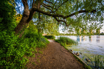Tree and trail along the Grenadier Pond, at High Park, in Toront