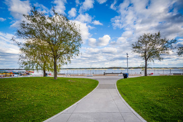 Trees along a walkway at the Harbourfront, in Toronto, Ontario.