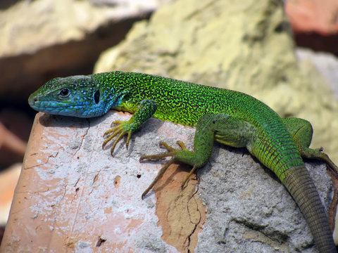 Prominent coloration of adult male Lacerta viridis lizard during the breeding season