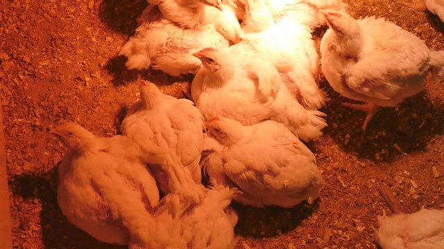 Broilers Chickens. Life of broilers in the henhouse