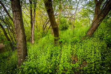 Fototapeta premium Trees in a forested area of High Park, Toronto, Ontario.