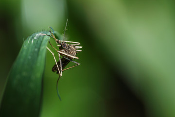  mosquito on leaves green