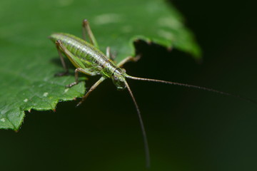 Männliche Larve einer Nadelholzsäbelschrecke