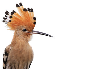 hoopoe disclosed with bangs isolated on white © drakuliren