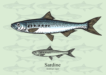 Sardine fish. Vector illustration for web, education examples, graphic and packaging design. Suitable for patterns and artwork in small sizes.