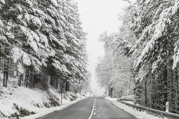 Rural road in winter. Trees covered by the snow and fog