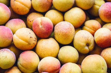 Ripe apricots in summer, background