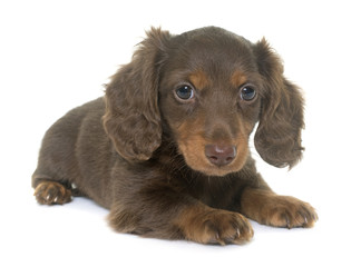 puppy dachshund  in studio